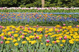 12 Things You Should Know Before You Visit Keukenhof Tulip Garden Tulips Garden Organic Gardening Organic Horticulture
