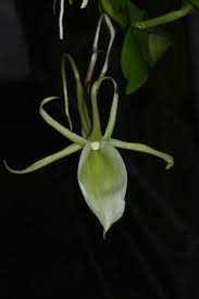 Image result for Angraecum infundibulare
