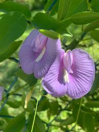 Image result for Cyphostemma milleri