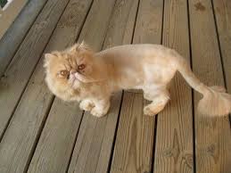 Dos And Don Ts Of Grooming Persian Cats Meow Lifestyle Persian Cat Cat Haircut Cat Adoption