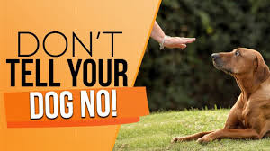 Either way, the vet will know what to do and how to best advise you. How To Discipline Your Puppy And Correct Your Adult Dog The Right Way Youtube