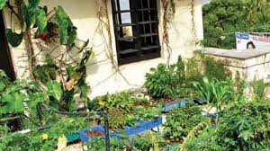 Hgtv.com shows you how to turn a balcony into botanical paradise. How To Grow Vegetables On Your Terrace And Balcony
