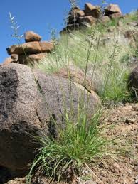 Image result for Eragrostis dinteri