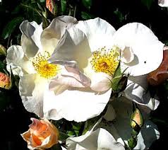 I received my sally holmes climbing rose about 10 days ago.she arrived safely in chicago and is doing beautifully! Rosa Sally Holmes At San Marcos Growers