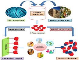 An Introduction to Enzyme Engineering & Prospects