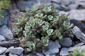 Image result for Crassulaceae