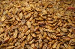 Ungeziefer im haus erkennen bekampfen. Hilfe Bei Maden Im Haus Das Konnen Sie Tun