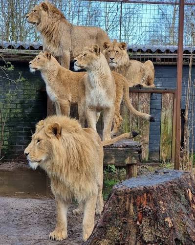 Tomorrow is a big day for our five young 🦁 Lions 🦁 A year ago their lives  changed forever when we rescued them, and tomorrow their journey continues,  to their new home