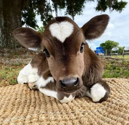 NOTHING LIKE a super cute baby cow to brighten up your morning xx