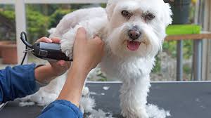 What is the most dreaded chore most pet owners face? How To Start A Mobile Dog Grooming Business