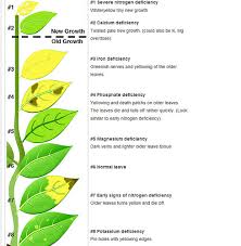 Aquarium Plant Nutrient Deficiency Chart Bedowntowndaytona Com
