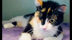 We have beautiful registered ragdolls from supreme grand champion lines. Looking To Adopt A Kitty Here Are 4 Cool Cats Ready For New Homes Right Now In Denver 9news Com