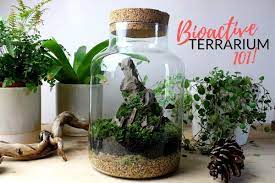 What Is A Bioactive Terrarium? (+ How To Make One) - Terrarium Tribe