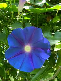 Image result for Ipomoea dichroa