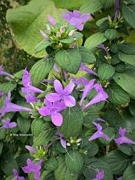 Image result for Barleria tanzaniana