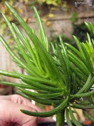 Image result for Senecio barbertonicus