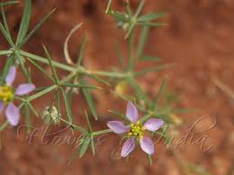 Image result for Fagonia