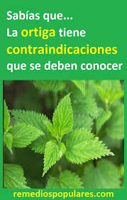 Ortiga Beneficios Contraindicaciones Y Efectos Secundarios Aloe Vera Herbs Health