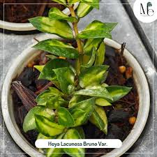 Image result for Begonia lacunosa