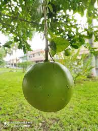 Pelbagai khasiat yang terdapat pada kayu sugi. Amie S Little Kitchen Berkenalan Dengan Buah Labu Kayu Buah Maja Delima Batu Applewood