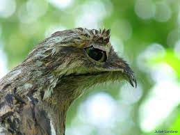 ¡panamá puede llegar a ser un sitio aterrador si crees en estas historias! Conoce Al Ave Fantasma Pajaro Fantasma O Urutau Comun