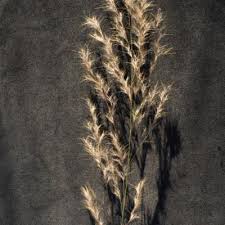 Image result for Rytidosperma davyi