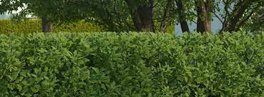 In dieser video anleitung sage ich euch alles zur pflege einer ligusterhecke. Ligusterhecke Pflanzen Anleitung In 7 Schritten Obi