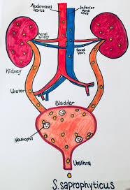 Image result for Staphylococcus Saprophyticus