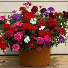 Some containers have all the sun. Best Flowering Plants That Give Us Long Lasting Blooms Blog Nurserylive Com Gardening In India