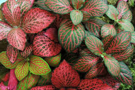 This particular specie of plant does well when placed in an area that receives bright, indirect pink kalanchoe: Fittonia Indoor House Plants House Plants Indoor House Plant Care Plant Care