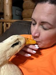 Duck Owners Share Their Experiences and Affection for Their Pets
