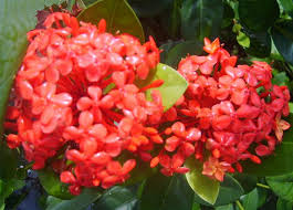 Image result for Ixora laurentii