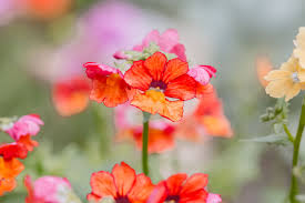 Image result for Nemesia