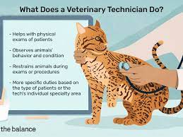 Administers injections, performs venipunctures, applies wound dressings, cleans teeth, and takes vital signs of animal. Veterinary Technician Job Description Salary Skills More