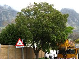 Image result for Curtisia dentata