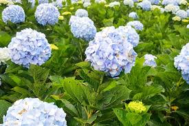 The hydrangeas of james murray grant. How To Identify And Treat Hydrangea Diseases Gardener S Path