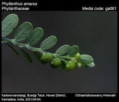 Image result for Phyllanthus fraternus