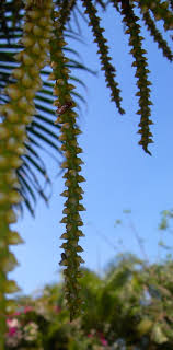 These pictures were taken near the bus stop beside blk 288d at bt batok east ave 6. Diana S Costa Rica Blog Bees And Our Palm Trees