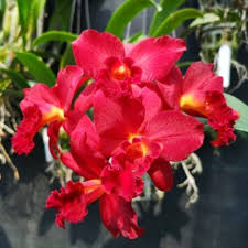 Buy Cattleya Mini Doris ' Red Dragon' Orchid Online