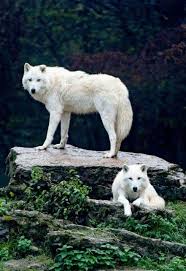 Pin By Ela Ozkan On Wolves And Coyotes Arctic Wolf Wolf Spirit Animal Wolf Dog