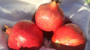 Pomegranates are produced on large deciduous shrubs that can also be trained as a small patio tree. Pomegranates Suffer Critter Issues Immaturity
