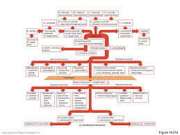 The Cardiovascular System Blood Vessels Part C Ppt Video