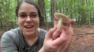 Image result for Russula perlactea