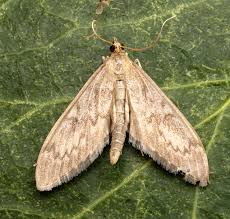 Image result for Anania perlucidalis