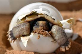 Pregnant females will need a suitable area to deposit their eggs into a nest. 13 Turtle Ly Awesome Photos For World Turtle Day U S Department Of The Interior