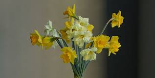 A forma di fiore e tonalità, sono molto simili ai bulbi di narcisi e la maggior parte dei giardinieri semplicemente non si differenzia. Per L 8 Marzo Un Bouquet Giallo Mimosa Originale