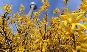 That is unless you found riparian habitat where water flows most of the year. Best Six Early Spring Flowering Shrubs Express Co Uk