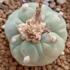 Image result for Monopsis decipiens