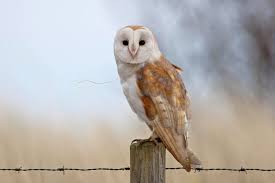 Barn Owl Think This Barn Owl Had Just Finished A Meal And Hadn T Manged To Barn Owl Owl Sounds Barn Owl Sounds
