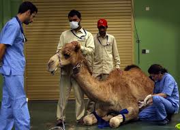 Fewer Buyers For Eid Camels Amid Record Inflation In Pakistan - Pakistan -  Business Recorder